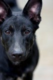 Портрет грустной черной собаки Фокус на коричневых глазах Концепция приюта для животных стоковые изображения rf Портрет грустной черной собаки Фокус на коричневых глазах Концепция приюта для животных стоковые изображения rf