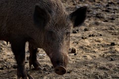 Портрет диких свиней стоковые фотографии rf Портрет диких свиней стоковые фотографии rf