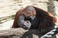 Портрет задумчивого оранжевого орангутана со смешной стороной лениво наблюдая что случается стоковые фотографии rf Портрет задумчивого оранжевого орангутана со смешной стороной лениво наблюдая что случается стоковые фотографии rf