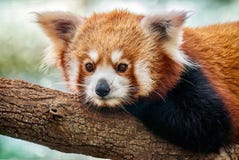 Портрет конца-вверх милой красной панды латинской - fulgens Ailurus ослабляя на ветви дерева стоковое фото rf Портрет конца-вверх милой красной панды латинской - fulgens Ailurus ослабляя на ветви дерева стоковое фото rf