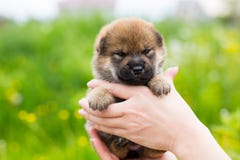 Портрет конца-вверх прелестного щенка inu shiba 2 недель старого в руках предпринимателя в луге лютика стоковые фотографии rf Портрет конца-вверх прелестного щенка inu shiba 2 недель старого в руках предпринимателя в луге лютика стоковые фотографии rf