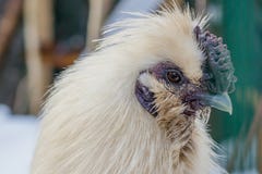 Портрет красивого петуха с клювом нефрита r стоковые изображения Портрет красивого петуха с клювом нефрита r стоковые изображения