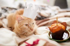 День рождения кота стоковая фотография День рождения кота стоковая фотография