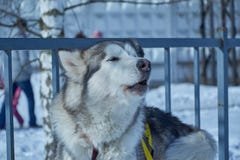 Портрет крупного плана собаки скелетона стоковое изображение Портрет крупного плана собаки скелетона стоковое изображение