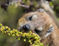 Портрет крупного плана capensis Procavia дамана утеса в Южной Африке городок таблицы горы плащи-накидк Dassie стоковые изображения Портрет крупного плана capensis Procavia дамана утеса в Южной Африке городок таблицы горы плащи-накидк Dassie стоковые изображения