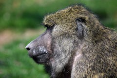 Портрет крупного плана головы Anubis Papio обезьяны павиана стоковое фото rf Портрет крупного плана головы Anubis Papio обезьяны павиана стоковое фото rf
