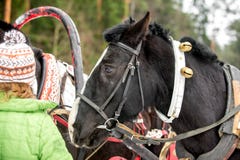Портрет лошади в команде 3 лошадей стоковые фото Портрет лошади в команде 3 лошадей стоковые фото