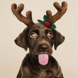 Портрет милого щенка Retriever Лабрадор нося держатель северного оленя рождества стоковое изображение rf Портрет милого щенка Retriever Лабрадор нося держатель северного оленя рождества стоковое изображение rf