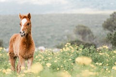 Портрет молодого осленка в зацветая поле стоковая фотография Портрет молодого осленка в зацветая поле стоковая фотография