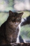 Портрет молодой дикой кошки, смотря к камере стоковая фотография rf Портрет молодой дикой кошки, смотря к камере стоковая фотография rf