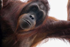 Портрет орангутана Bornean снизу стоковые изображения rf Портрет орангутана Bornean снизу стоковые изображения rf