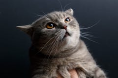 Портрет прямого кота шотландское стоковые изображения rf Портрет прямого кота шотландское стоковые изображения rf
