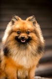 портрет пушистой собаки шпица Pomeranian коричневая предпосылка лестниц стоковые фото портрет пушистой собаки шпица Pomeranian коричневая предпосылка лестниц стоковые фото