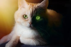 Портрет с темными и светлыми половинами стороны кота - концепцией вероятной опасности исходя от котов стоковые фотографии rf Портрет с темными и светлыми половинами стороны кота - концепцией вероятной опасности исходя от котов стоковые фотографии rf