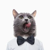Портрет серого кота стоковые изображения rf Портрет серого кота стоковые изображения rf