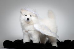 Портрет смешного щенка собаки Samoyed на студии на белой предпосылке стоковое изображение Портрет смешного щенка собаки Samoyed на студии на белой предпосылке стоковое изображение