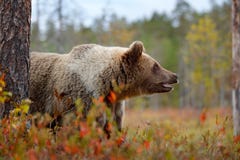 Портрет стороны детали бурого медведя Красивый большой бурый медведь идя вокруг озера с цветами осени Опасное животное в природе стоковое изображение rf Портрет стороны детали бурого медведя Красивый большой бурый медведь идя вокруг озера с цветами осени Опасное животное в природе стоковое изображение rf