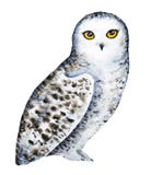 Портрет сыча Snowy приполюсный иллюстрация вектора Портрет сыча Snowy приполюсный иллюстрация вектора