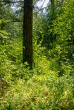 После полудня весны дождевого леса Redwood солнечное стоковое фото После полудня весны дождевого леса Redwood солнечное стоковое фото