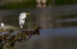 Посмотрите вперед: Egret скотин/Bubulcus ibis в нормальном оперении стоковые фотографии rf Посмотрите вперед: Egret скотин/Bubulcus ibis в нормальном оперении стоковые фотографии rf