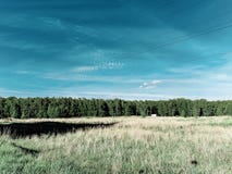 Пояс леса, линия леса, взгляд темносинего неба, поле, электрические провода стоковое фото Пояс леса, линия леса, взгляд темносинего неба, поле, электрические провода стоковое фото