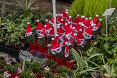 Праздничный венок рождества на doorfestive дисплее заводов на рынке цветка дороги Колумбии, стоковое изображение Праздничный венок рождества на doorfestive дисплее заводов на рынке цветка дороги Колумбии, стоковое изображение