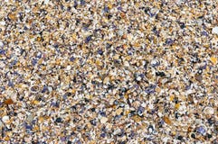 Предпосылка Seashells Много раковин моря на backgrou лета пляжа стоковая фотография Предпосылка Seashells Много раковин моря на backgrou лета пляжа стоковая фотография