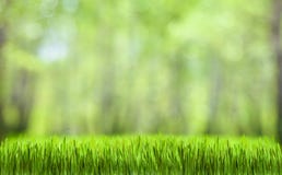 Предпосылка природы конспекта зеленой травы стоковое фото Предпосылка природы конспекта зеленой травы стоковое фото