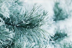 Предпосылка зимы ветви сосны в снеге и заморозка на холодный день Природа макроса Стоковое Фото Предпосылка зимы ветви сосны в снеге и заморозка на холодный день Природа макроса Стоковое Фото