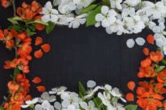 Предпосылка рамки весны флористическая с белым вишневым цветом и красными цветками Стоковое Изображение Предпосылка рамки весны флористическая с белым вишневым цветом и красными цветками Стоковое Изображение