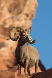 Представлять Ram Bighorn пустыни стоковые изображения rf Представлять Ram Bighorn пустыни стоковые изображения rf