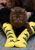 Предназначенная для подростков девушка с грустным шотландским котом на коленях сидя на кресле Желтые носки с черной картиной бэтм стоковая фотография rf Предназначенная для подростков девушка с грустным шотландским котом на коленях сидя на кресле Желтые носки с черной картиной бэтм стоковая фотография rf