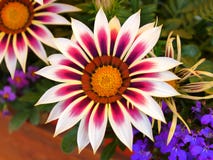 Предпосылка Gazania цветков красочным запачканная концом-вверх стоковая фотография rf Предпосылка Gazania цветков красочным запачканная концом-вверх стоковая фотография rf