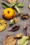 Предпосылка - естественные символы осени стоковая фотография Предпосылка - естественные символы осени стоковая фотография