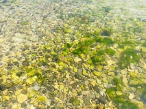 Предпосылка много красивых камней с зеленой морской водорослью стоковое изображение rf Предпосылка много красивых камней с зеленой морской водорослью стоковое изображение rf