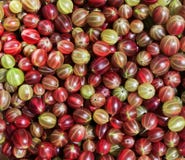 Предпосылка много очень вкусное зрелое сочное сладостное berrie крыжовника стоковое фото rf Предпосылка много очень вкусное зрелое сочное сладостное berrie крыжовника стоковое фото rf
