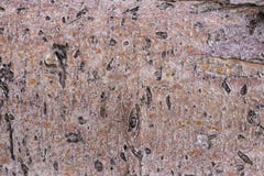 Предпосылка, текстура, кора яблока, естественный, деревянный, красивая, стоковые фото Предпосылка, текстура, кора яблока, естественный, деревянный, красивая, стоковые фото