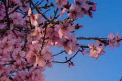 Предпосылка цветения весны Красивая сцена природы с зацветая деревом и солнце flare день солнечный just rained Красивый сад стоковое фото Предпосылка цветения весны Красивая сцена природы с зацветая деревом и солнце flare день солнечный just rained Красивый сад стоковое фото