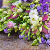 предпосылка цветка цветков eustoma стоковые изображения предпосылка цветка цветков eustoma стоковые изображения