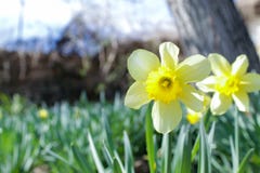 Предшественник весны, двойного Narcissus стоковые фотографии rf Предшественник весны, двойного Narcissus стоковые фотографии rf