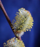 Предыдущие catkins вербы весны Ветвь с вздутыми бутонами для украшения пасхи r стоковые фотографии rf Предыдущие catkins вербы весны Ветвь с вздутыми бутонами для украшения пасхи r стоковые фотографии rf
