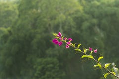 Прекрасный тропический пурпурный цветок с предпосылкой Bokeh стоковые фото Прекрасный тропический пурпурный цветок с предпосылкой Bokeh стоковые фото