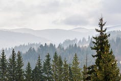 Прикарпатские горы с лесом сосен, покрашенные деревья, пасмурное живое небо, время осен-зимы Predeal, Румыния Стоковое фото RF Прикарпатские горы с лесом сосен, покрашенные деревья, пасмурное живое небо, время осен-зимы Predeal, Румыния Стоковое фото RF
