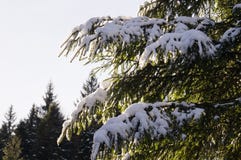 Приключения зимы Лес Карпат Snowy Украина стоковое изображение Приключения зимы Лес Карпат Snowy Украина стоковое изображение