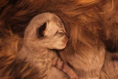 Принес и спит котенка недавно рядом с котом матери стоковые изображения Принес и спит котенка недавно рядом с котом матери стоковые изображения
