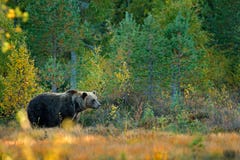 Принесите спрятанный в желтых деревьях осени леса с медведем Красивый бурый медведь идя вокруг озера с цветами падения Опасное жи стоковые фотографии rf Принесите спрятанный в желтых деревьях осени леса с медведем Красивый бурый медведь идя вокруг озера с цветами падения Опасное жи стоковые фотографии rf