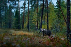 Принесите спрятанный в темных деревьях осени леса с медведем Красивый бурый медведь идя вокруг озера с цветами падения Опасное жи стоковая фотография rf Принесите спрятанный в темных деревьях осени леса с медведем Красивый бурый медведь идя вокруг озера с цветами падения Опасное жи стоковая фотография rf