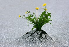 природа усилия