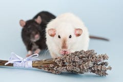 2 причудливых крысы с цветками лаванды на голубой предпосылке стоковое изображение rf 2 причудливых крысы с цветками лаванды на голубой предпосылке стоковое изображение rf