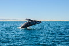Пробивающ брешь серые киты (robustus Eschrichtius) стоковые фото Пробивающ брешь серые киты (robustus Eschrichtius) стоковые фото